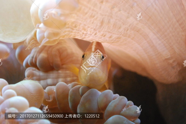 偷窺的小丑魚