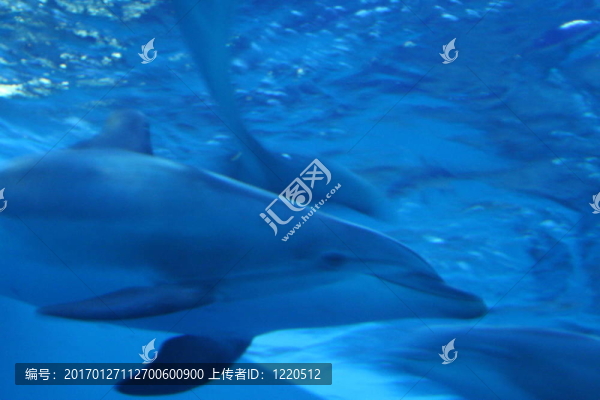 海豚