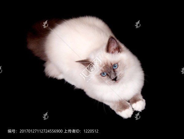 在黑色背景上的布娃娃