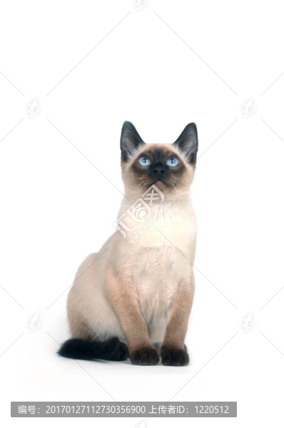 暹羅小貓在白色背景