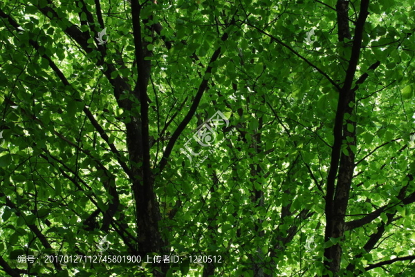 gorgeus綠葉