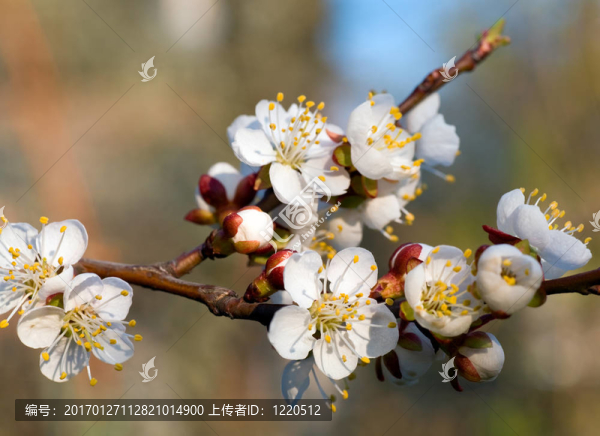 櫻花樹