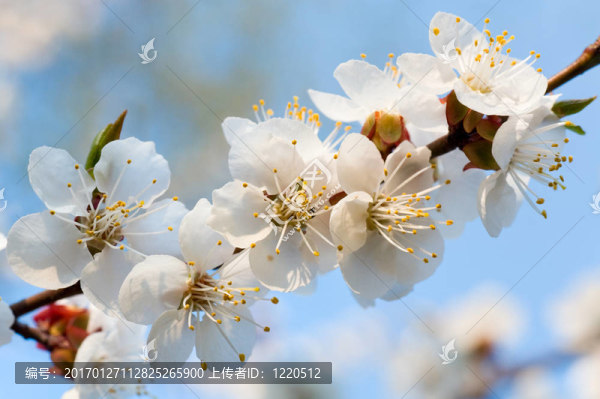 櫻花樹