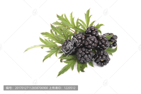 綠葉黑莓