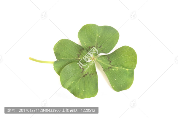 四葉草