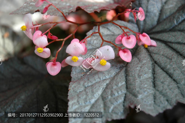 紫色的葉