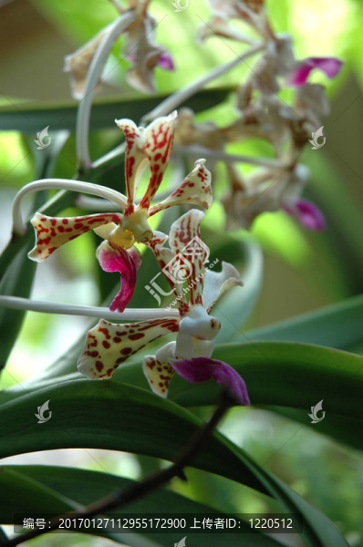 褐色斑點的蘭花