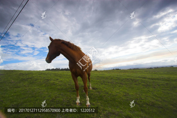 綠色景觀與馬