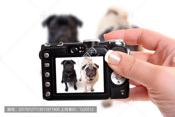 哈巴狗-匯圖網(wǎng) www.fosd68.com 哈巴狗