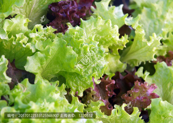 生菜