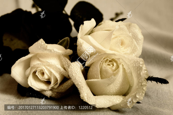 白薔薇