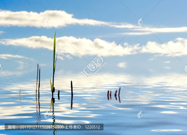 水蘆葦-匯圖網(wǎng) www.fosd68.com 水蘆葦