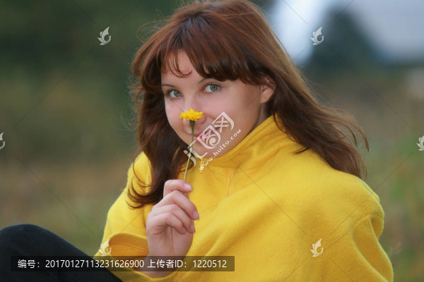 蒲公英