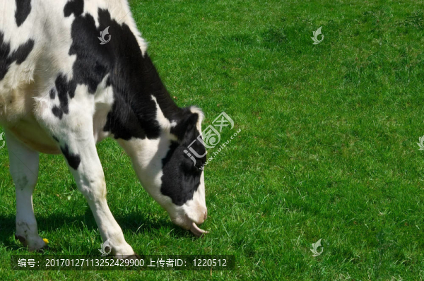 放牧的牛