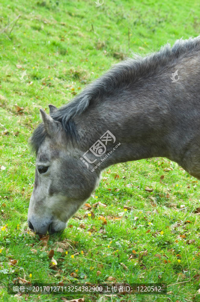 吃草的馬