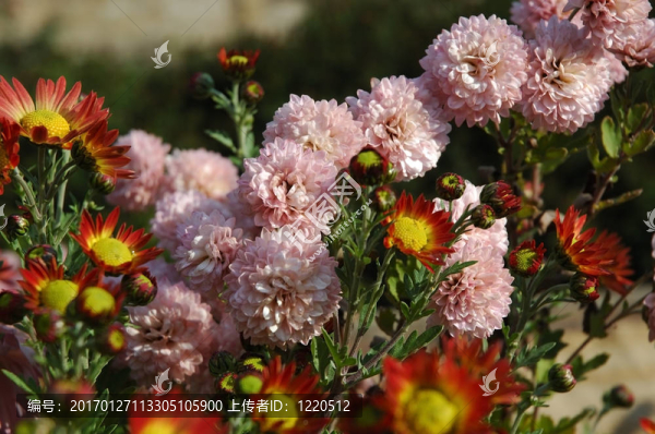 菊花