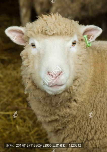羊的肖像