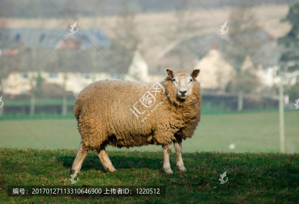 sheep3