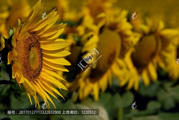向日葵
