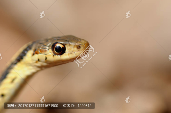 常見的蛇
