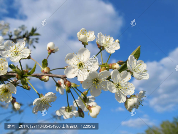一棵開花的樹的樹枝