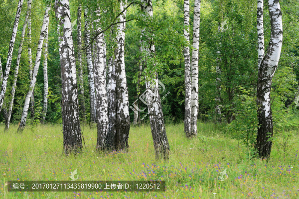 白樺樹(shù)