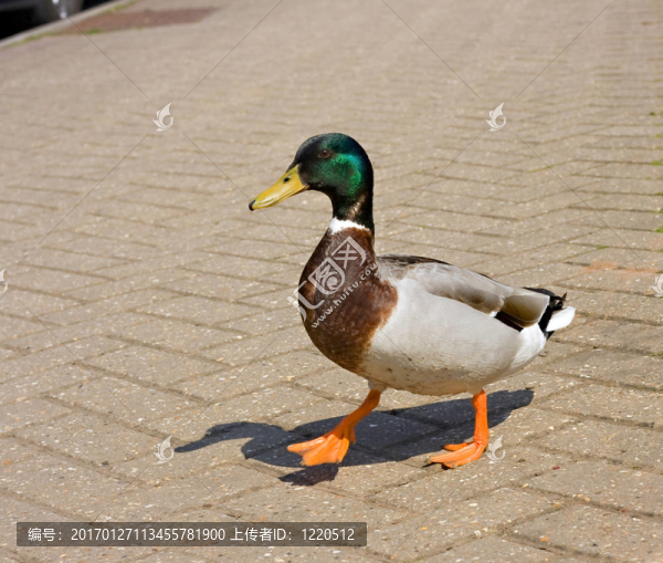 綠頭鴨-匯圖網(wǎng) www.fosd68.com 綠頭鴨