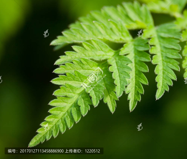 蕨類植物的葉子