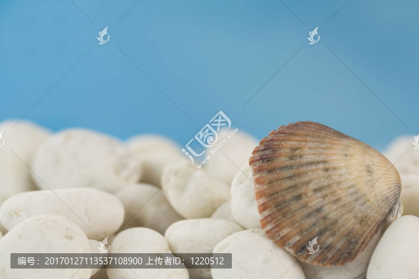 海灘上的貝殼