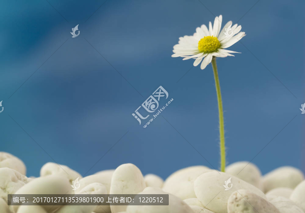 海灘上的菊花