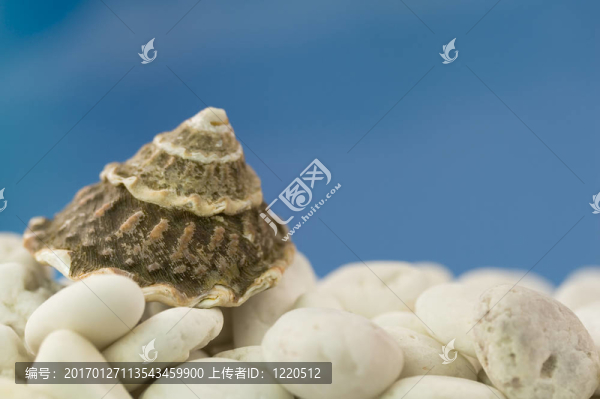 海灘上的貝殼