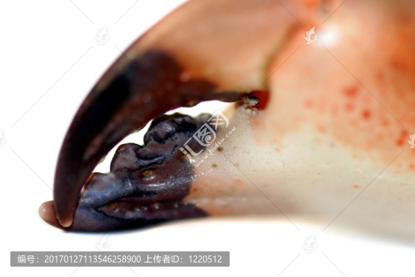 蟹鉗