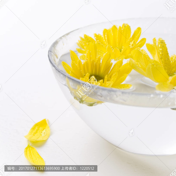 黃色的花-匯圖網(wǎng) www.fosd68.com 黃色的花