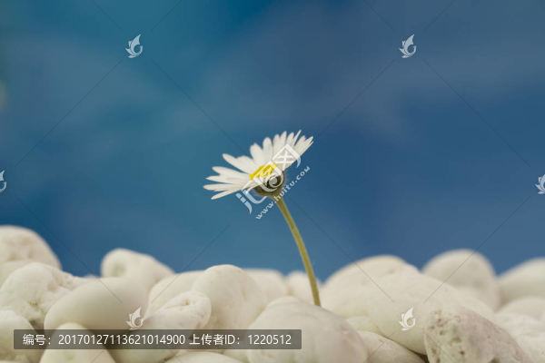 海灘上的菊花