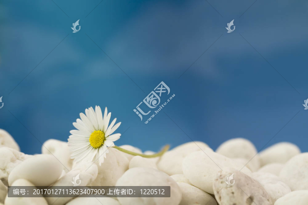 海灘上的菊花