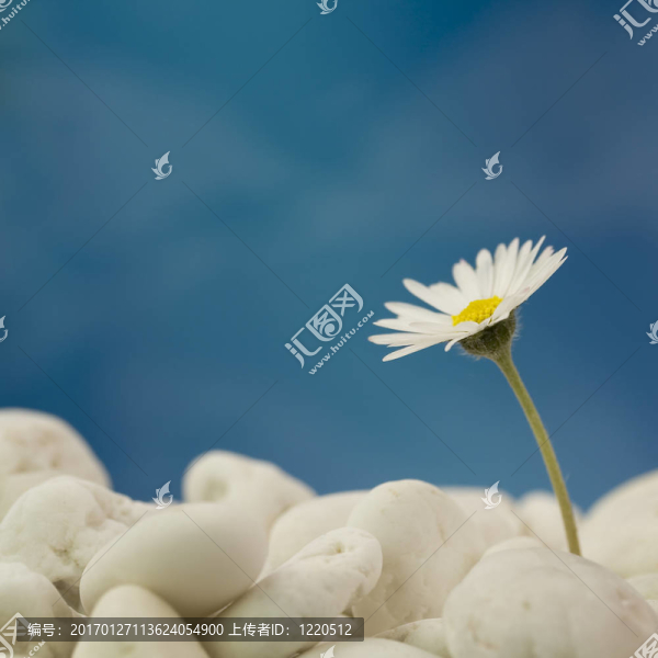 海灘上的菊花