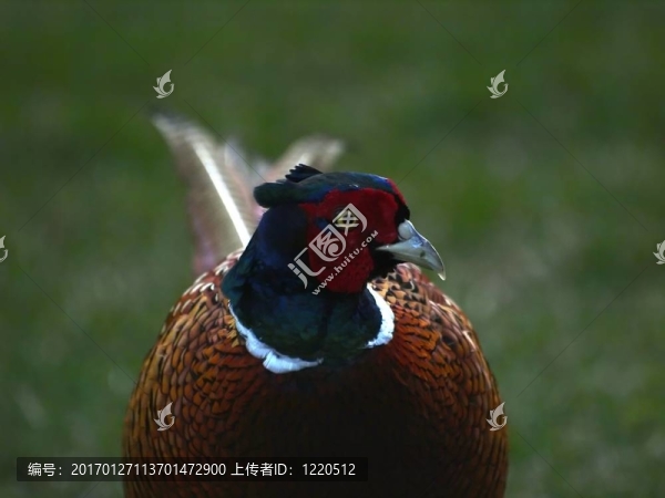 野雞