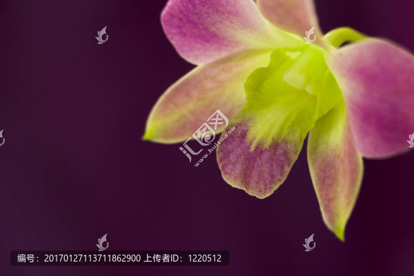 美麗的紫色蘭花