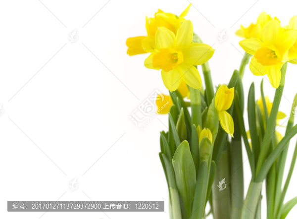 水仙花
