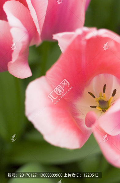 粉紅色郁金香的特寫(xiě)；選擇性聚焦