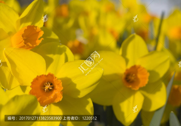 靠近黃水仙