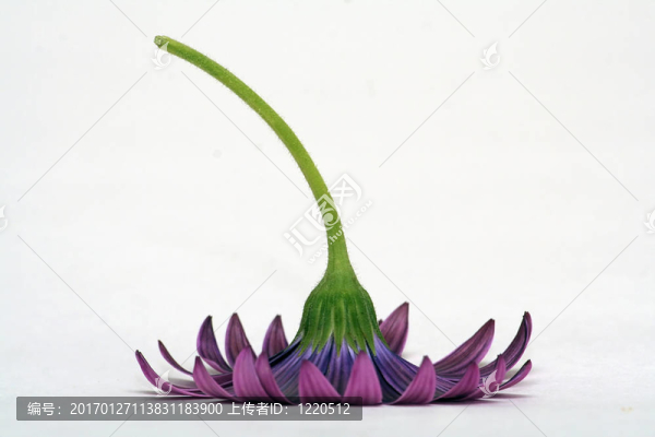 雛菊
