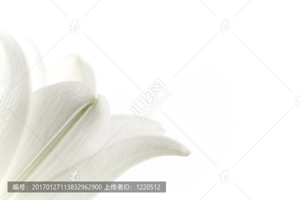 用復(fù)制空間關(guān)閉白百合