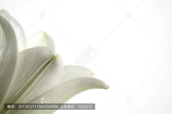 用復(fù)制空間關(guān)閉白百合