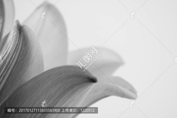 用復(fù)制空間關(guān)閉白百合