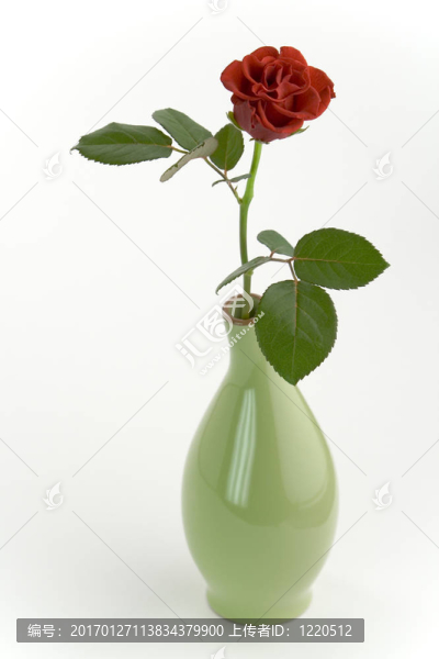 花瓶里的紅玫瑰