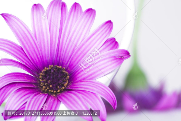 雛菊