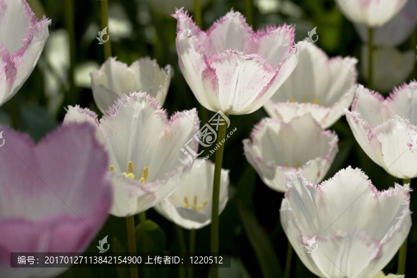 郁金香