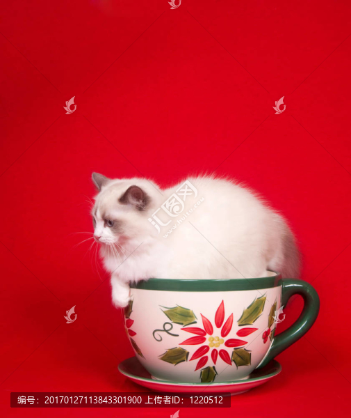 茶杯里的小貓