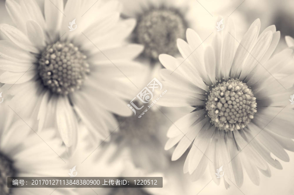 特寫(xiě)的雛菊